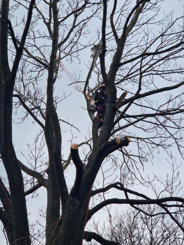 kácení 200 let starého Jasanu Český těšín